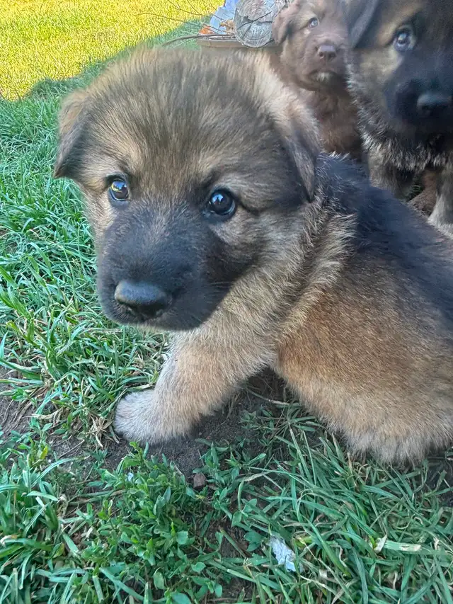 German Shepherd Puppies