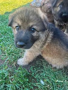 German Shepherd Puppies