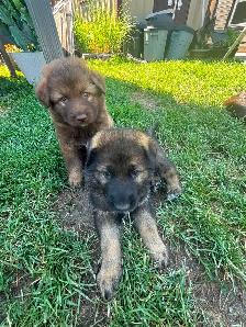 German Shepherd Puppies - Photo 2
