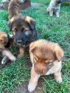 German Shepherd Puppies - Photo 3
