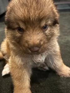 German Shepherd Puppies - Photo 4