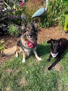 German Shepherd Puppies - Photo 5