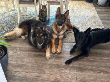 German Shepherd Puppies - Photo 6