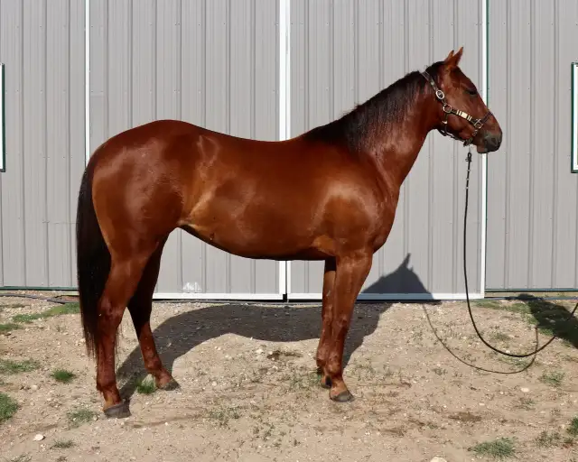 2023 Sorrel Mare -BK War Docs Diamond - Rodeo/Performance