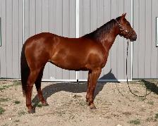 2023 Sorrel Mare -BK War Docs Diamond - Rodeo/Performance