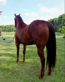2023 Sorrel Mare -BK War Docs Diamond - Rodeo/Performance - Photo 3