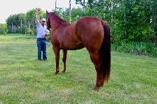 2023 Sorrel Mare -BK War Docs Diamond - Rodeo/Performance - Photo 4