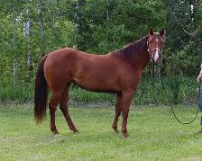 2023 Sorrel Mare -BK War Docs Diamond - Rodeo/Performance - Photo 5