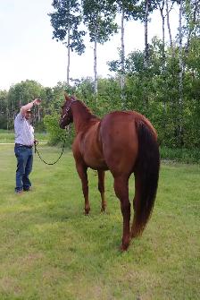 2023 Sorrel Mare -BK War Docs Diamond - Rodeo/Performance - Photo 6