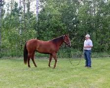 2023 Sorrel Mare -BK War Docs Diamond - Rodeo/Performance - Photo 7