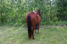 2023 Sorrel Mare -BK War Docs Diamond - Rodeo/Performance - Photo 8