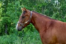 2023 Sorrel Mare -BK War Docs Diamond - Rodeo/Performance - Photo 9