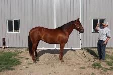 2023 Sorrel Mare -BK War Docs Diamond - Rodeo/Performance - Photo 10