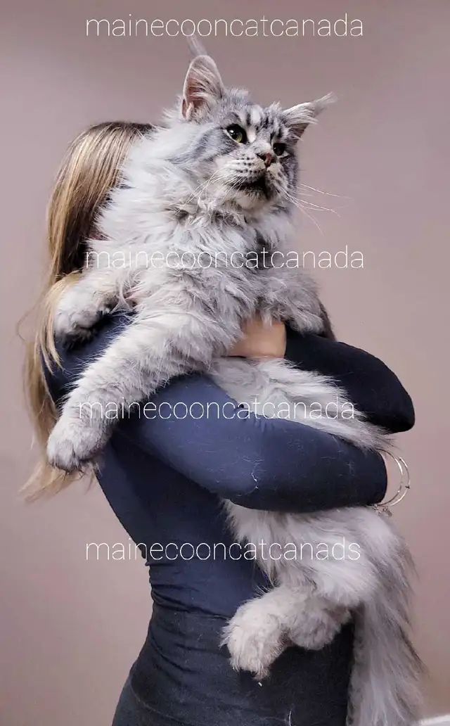 ADORABLE MAINE COON KITTENS XL