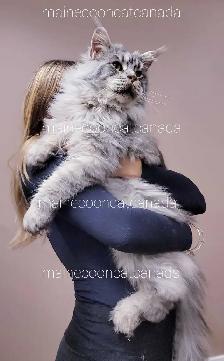 ADORABLE MAINE COON KITTENS XL
