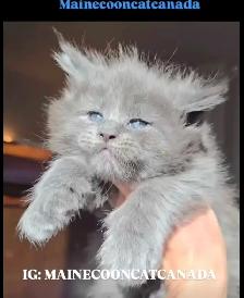 ADORABLE MAINE COON KITTENS XL - Photo 3