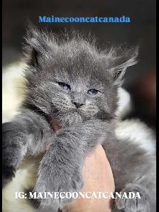 ADORABLE MAINE COON KITTENS XL - Photo 6