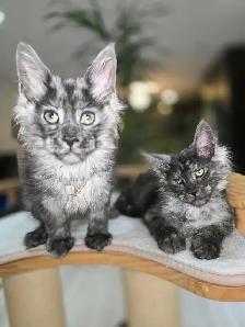 ADORABLE MAINE COON KITTENS XL - Photo 7