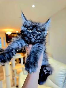 ADORABLE MAINE COON KITTENS XL - Photo 8
