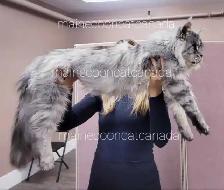 ADORABLE MAINE COON KITTENS XL - Photo 9