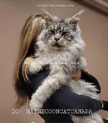ADORABLE MAINE COON KITTENS XL - Photo 10