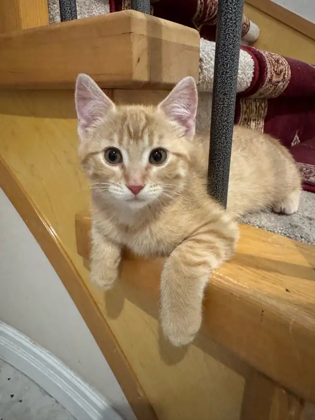 kittens for sale.