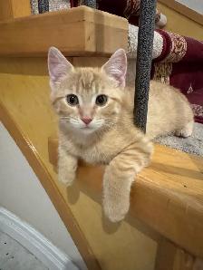 kittens for sale.