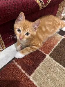 kittens for sale. - Photo 2