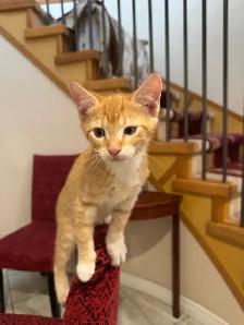 kittens for sale. - Photo 3