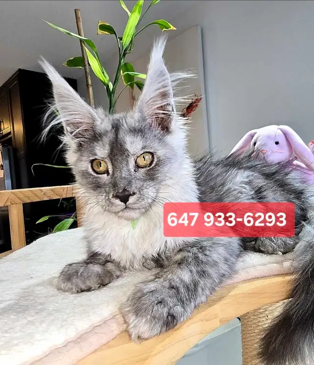 REGISTERED MAINE COON XL