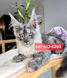REGISTERED MAINE COON XL
