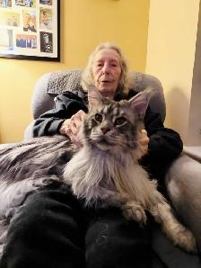 REGISTERED MAINE COON XL - Photo 2