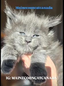 REGISTERED MAINE COON XL - Photo 4