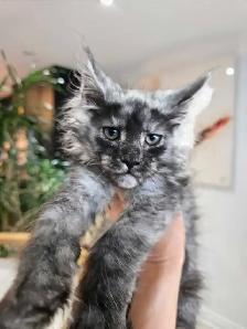 REGISTERED MAINE COON XL - Photo 5