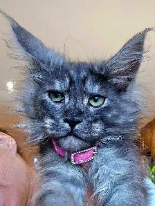 REGISTERED MAINE COON XL - Photo 6