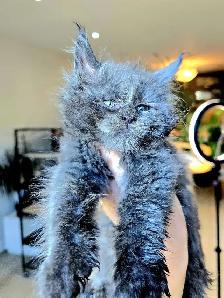 REGISTERED MAINE COON XL - Photo 7