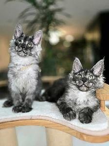 REGISTERED MAINE COON XL - Photo 8