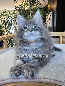 REGISTERED MAINE COON XL - Photo 9