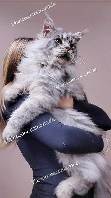 REGISTERED MAINE COON XL - Photo 10