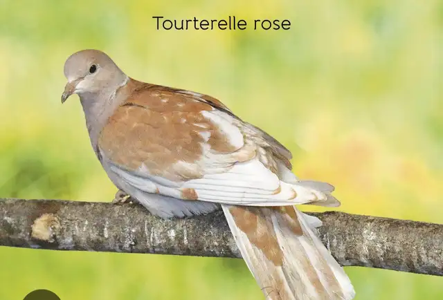 Recherche tourterelle(dove) Femelle
