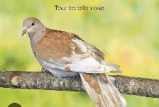 Recherche tourterelle(dove) Femelle