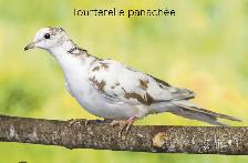 Recherche tourterelle(dove) Femelle - Photo 2