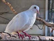 Recherche tourterelle(dove) Femelle - Photo 3