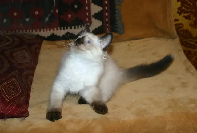 Siamese kittens