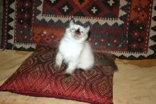 Siamese kittens - Photo 2