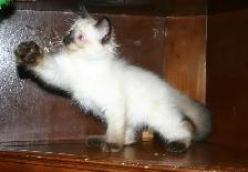 Siamese kittens - Photo 3