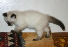 Siamese kittens - Photo 4