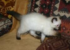 Siamese kittens - Photo 5