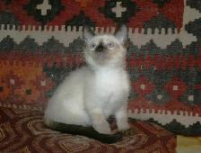Siamese kittens - Photo 6