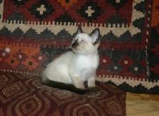 Siamese kittens - Photo 7